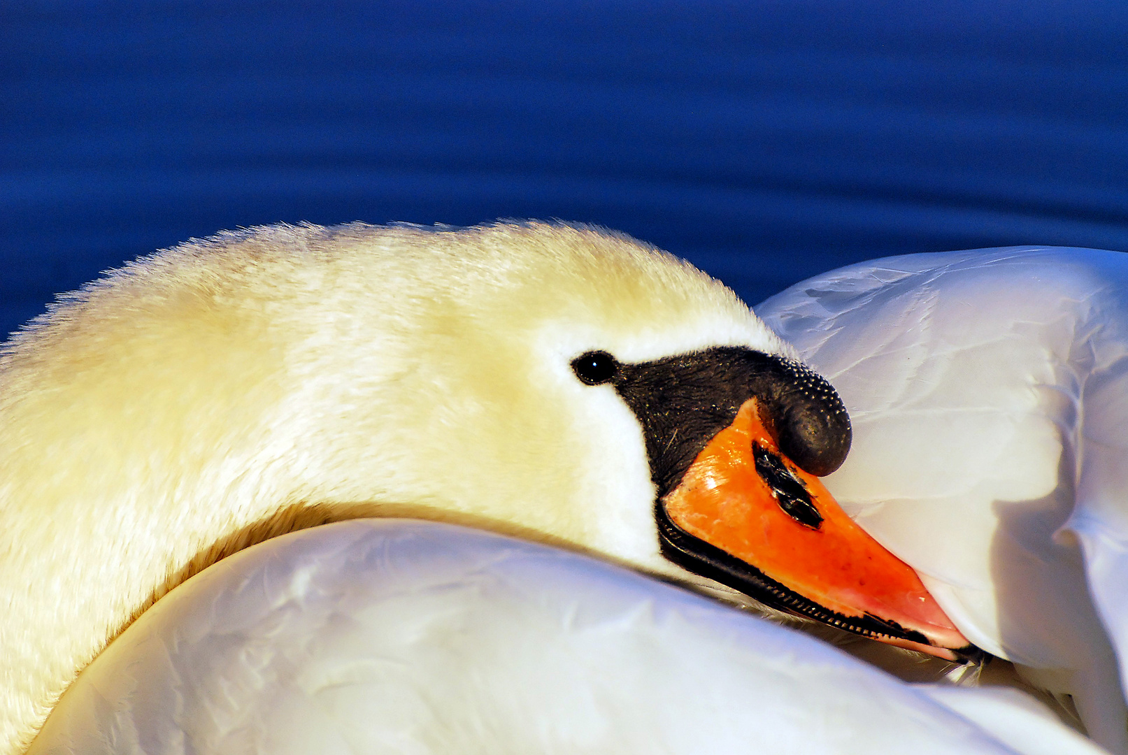 Swan on the River Rhine