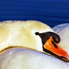 Swan on the River Rhine
