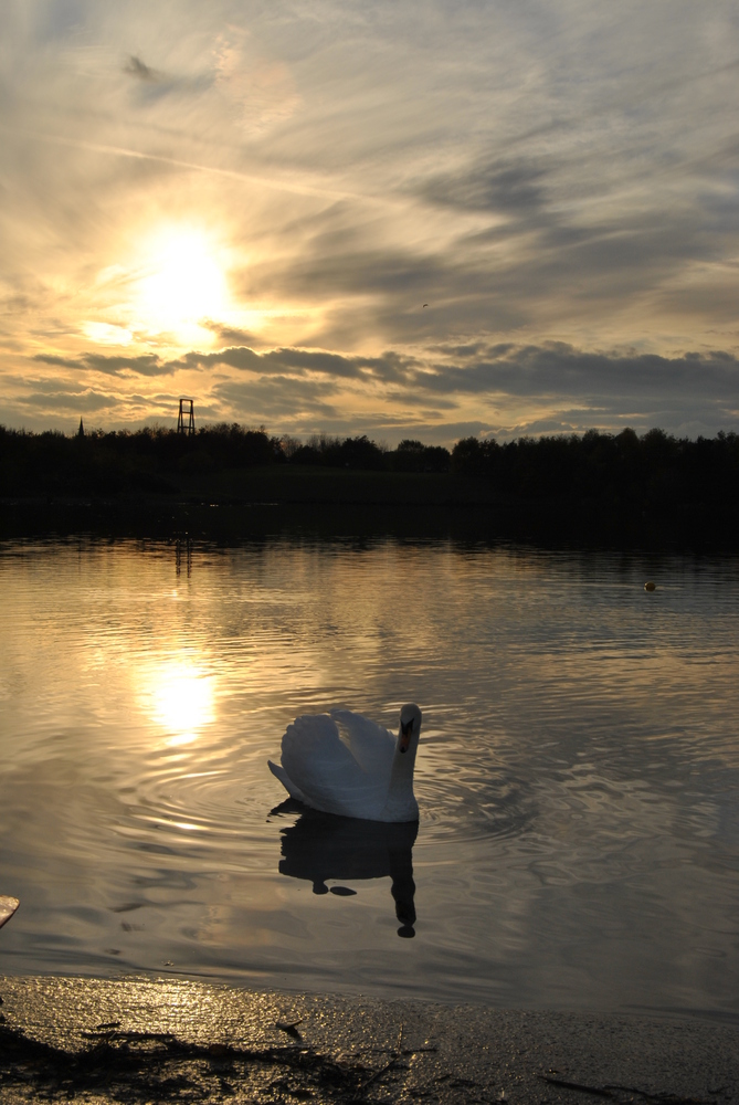 swan on wath lake