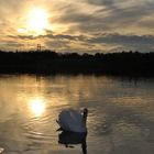 swan on wath lake
