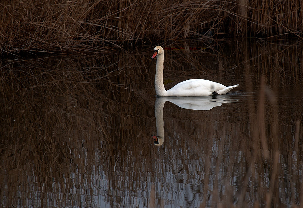 Swan on Winter Waters