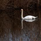 Swan on Winter Waters