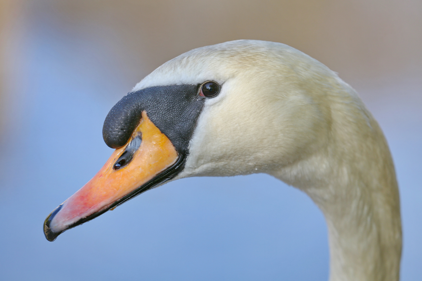 Swan Portrait