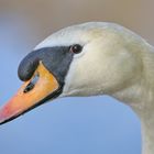 Swan Portrait