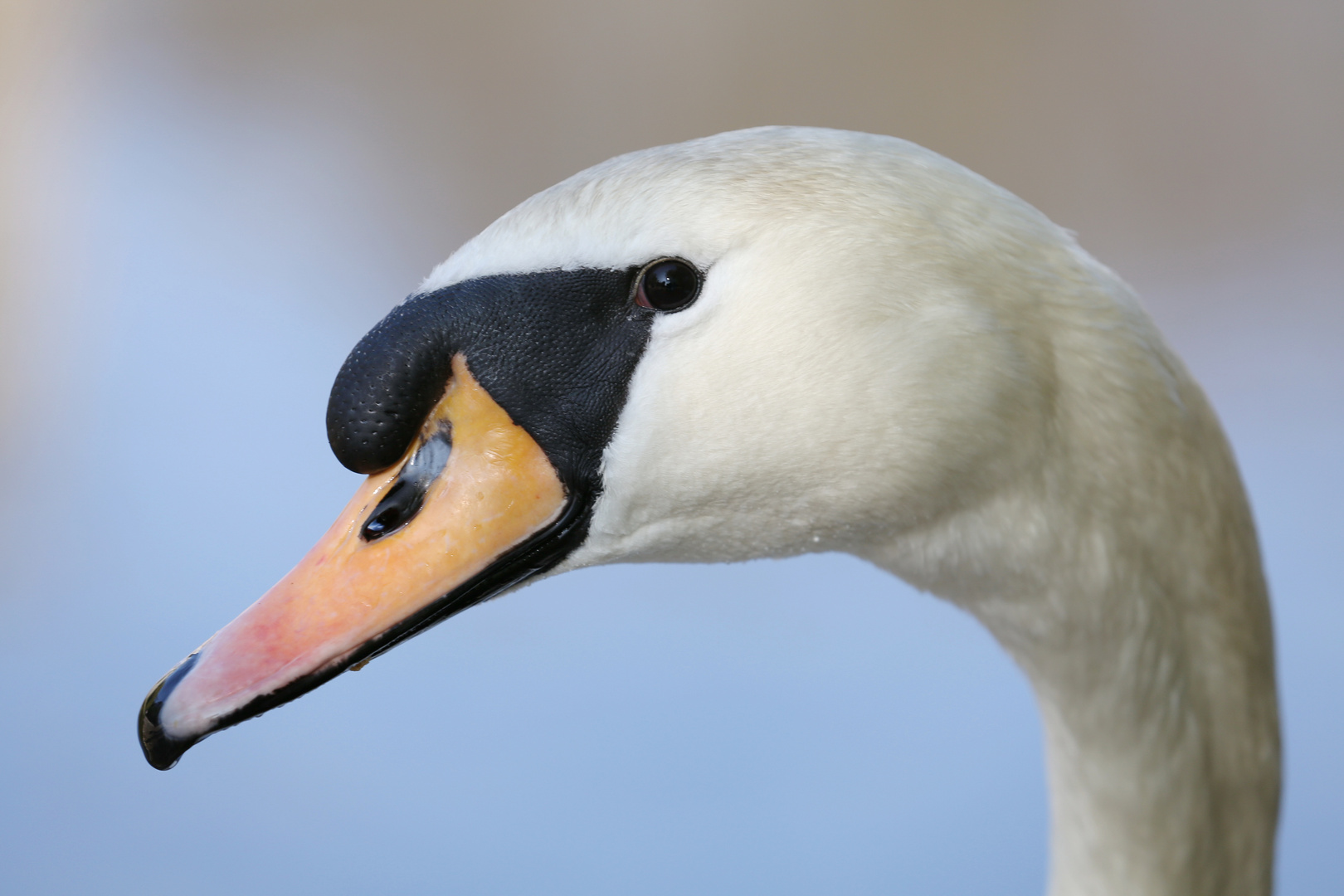 Swan Portrait