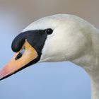 Swan Portrait