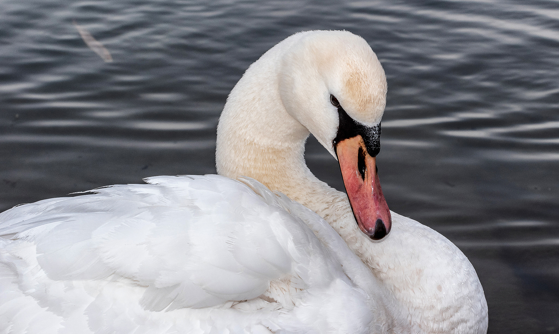 Swan portrait