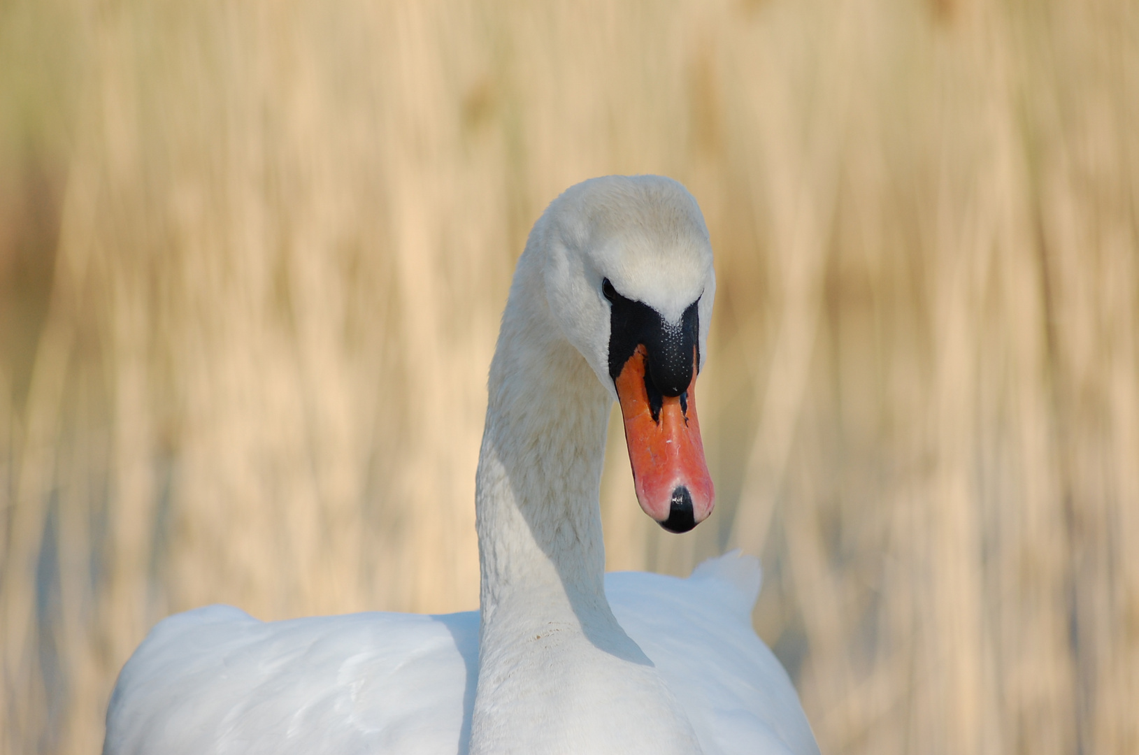 Swan portrait