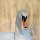 Swan portrait