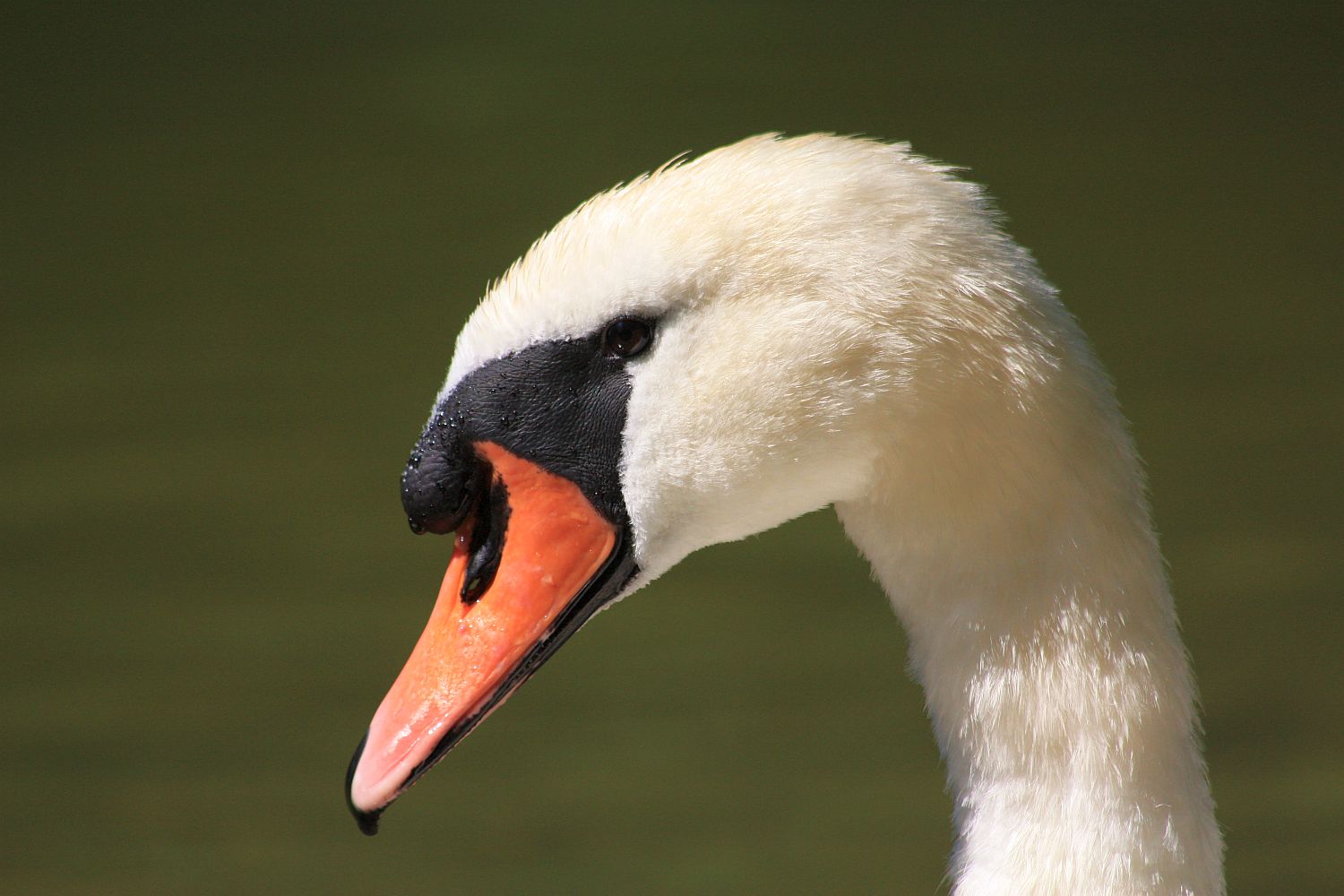 Swan profile