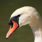 Swan profile