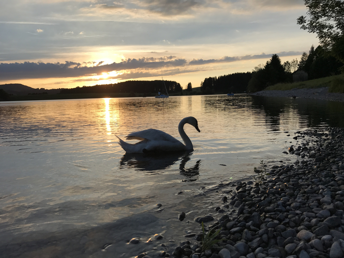 Swan reflecting in a lake at sunset