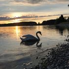 Swan reflecting in a lake at sunset