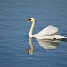 Swan Reflection