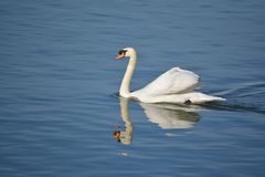 Swan Reflection