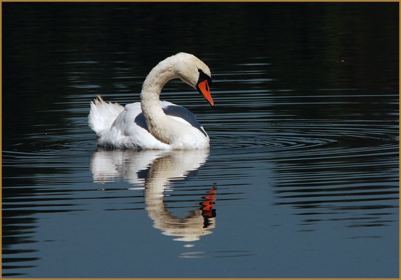 swan reflection