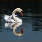 swan reflection
