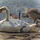 Swan relaxing