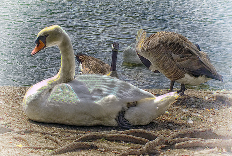 Swan relaxing