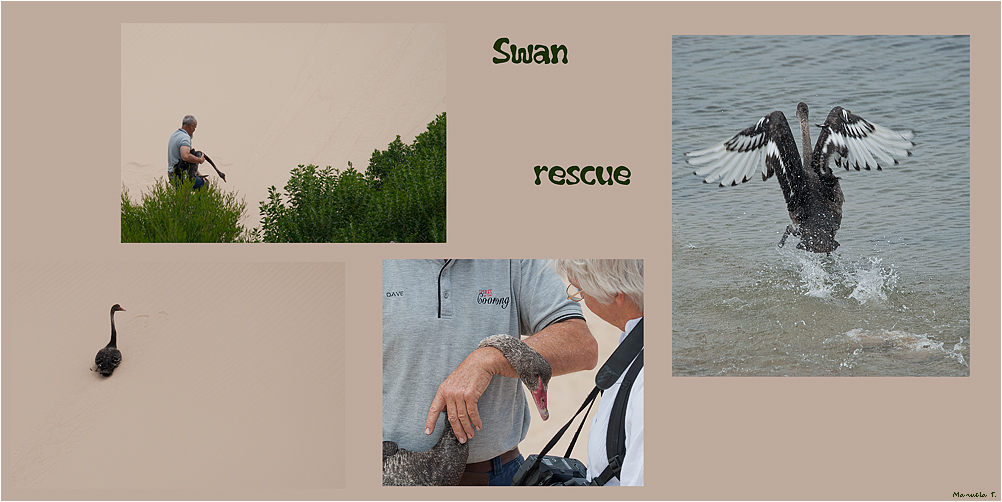 Swan rescue