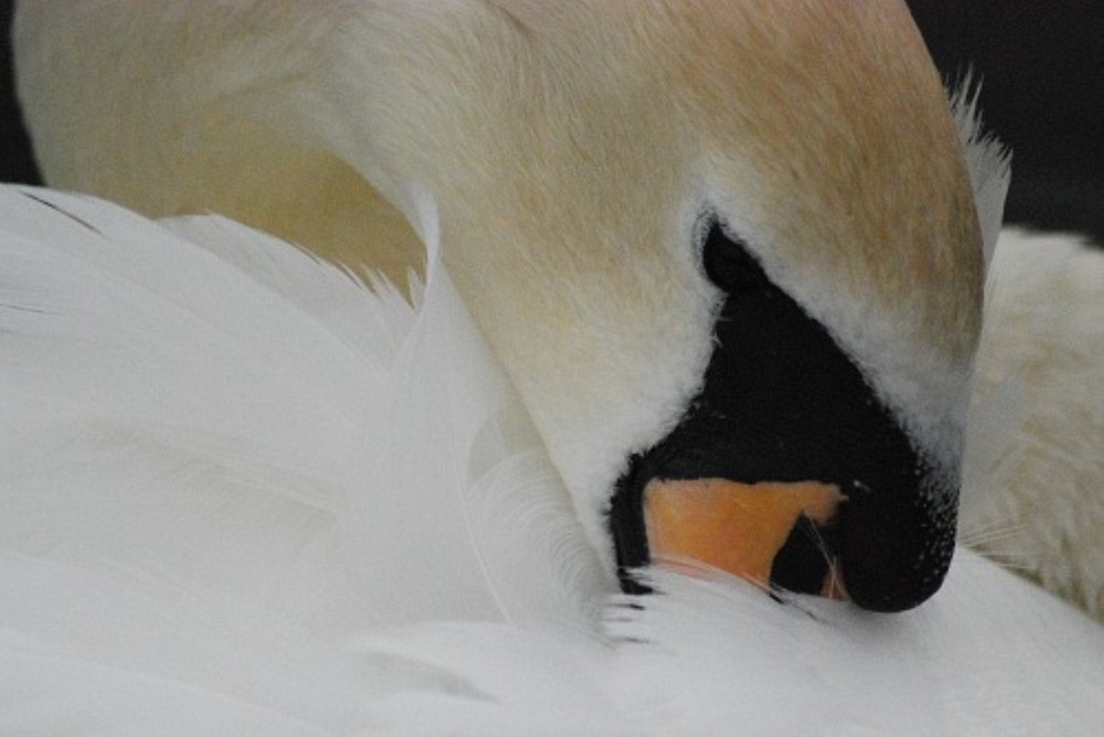 swan resting