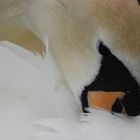 swan resting