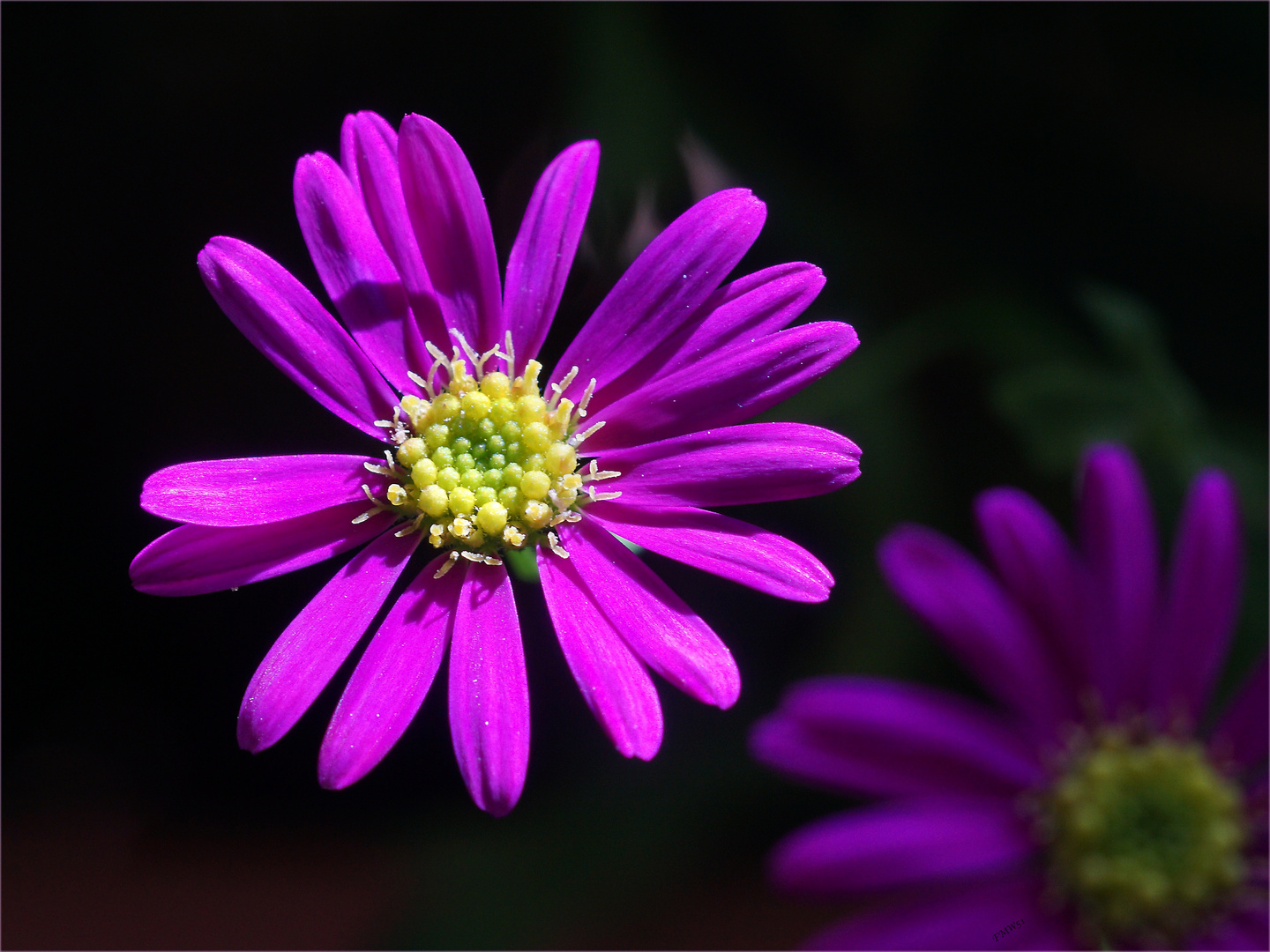 Swan River Daisy