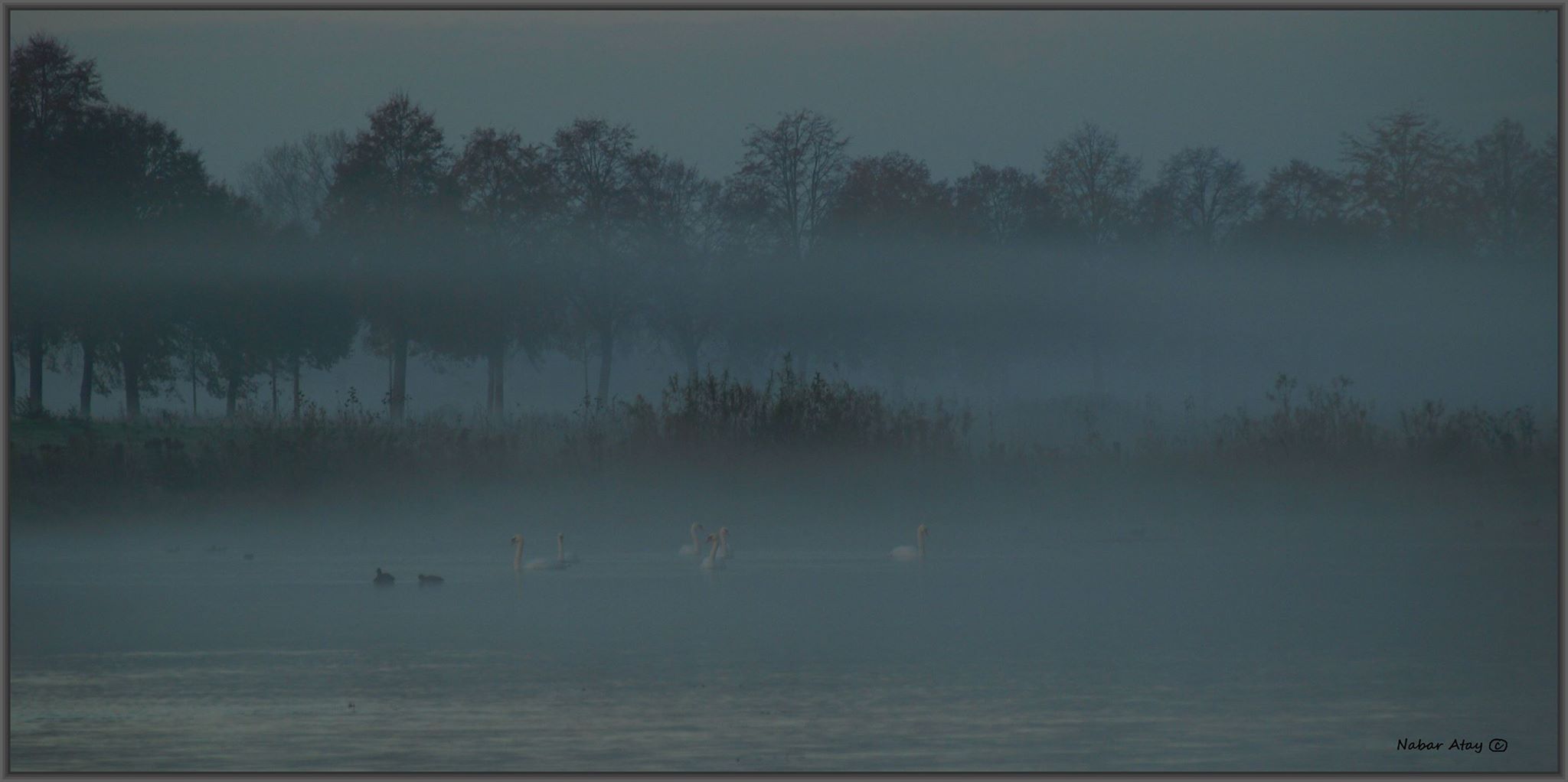 Swan river in the mist