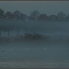 Swan river in the mist