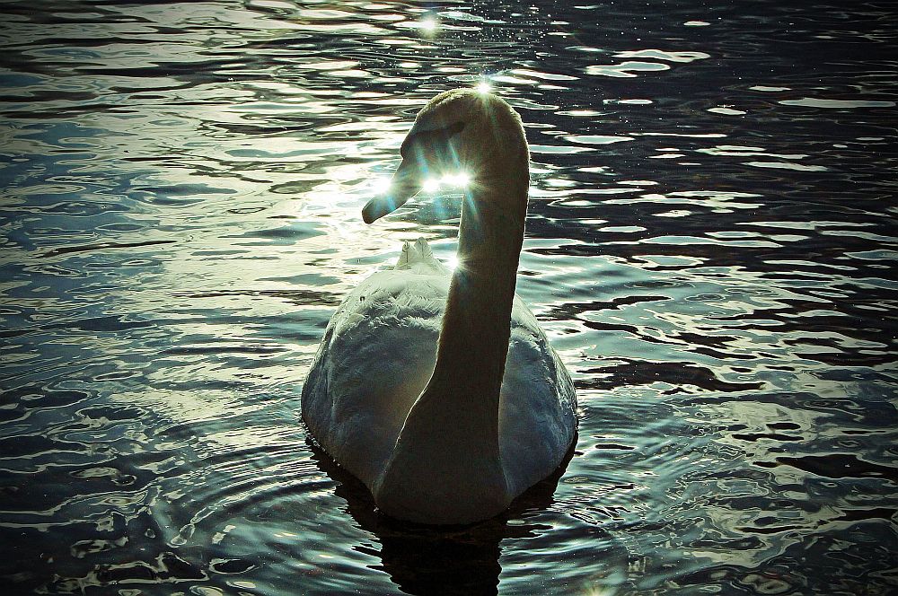 swan romance