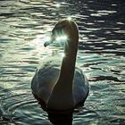 swan romance