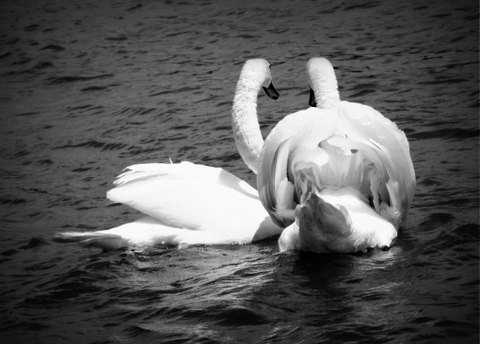 Swan romantic 2