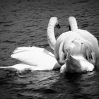 Swan romantic 2