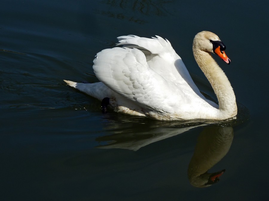 Swan Sailing