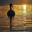 Swan silhouette in the dusk