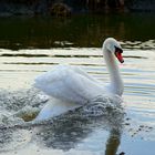 Swan speeding off