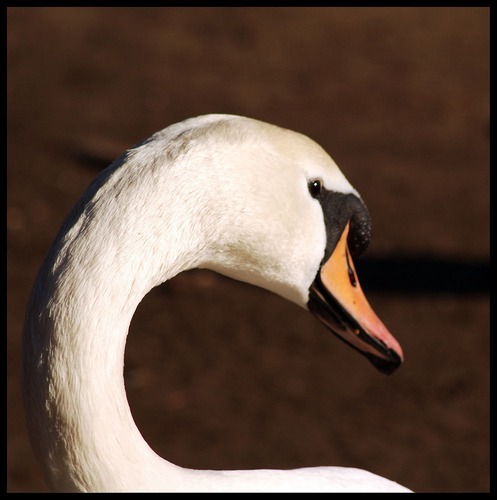 Swan Studies #2