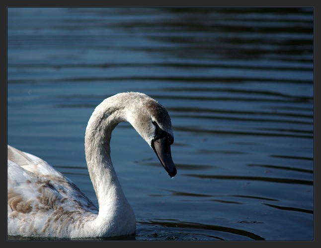 Swan Studies #4 - Evil