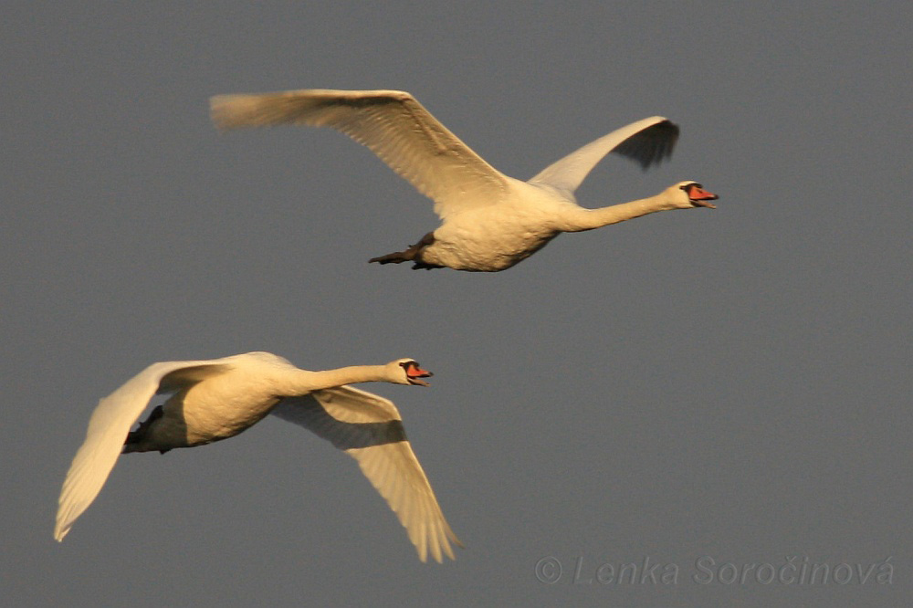 swan sunset flight
