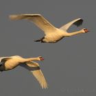 swan sunset flight