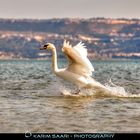 Swan Surfing