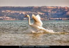 Swan Surfing
