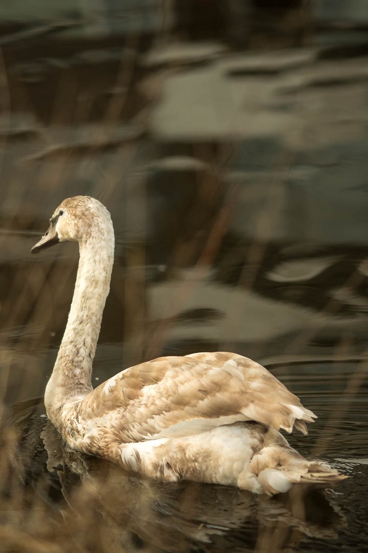 Swan swimming away