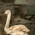 Swan swimming away