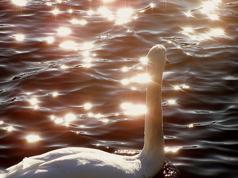 swan swimming in the diamonds