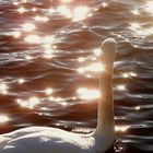 swan swimming in the diamonds