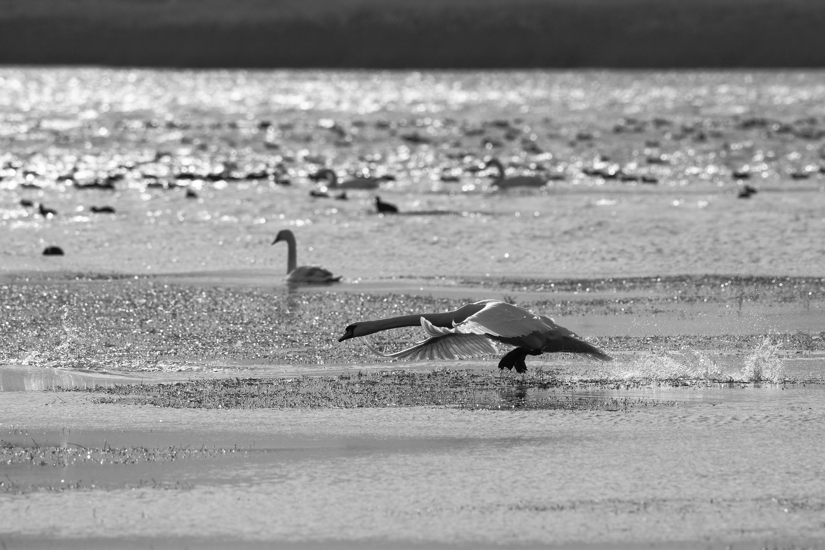 Swan taking off