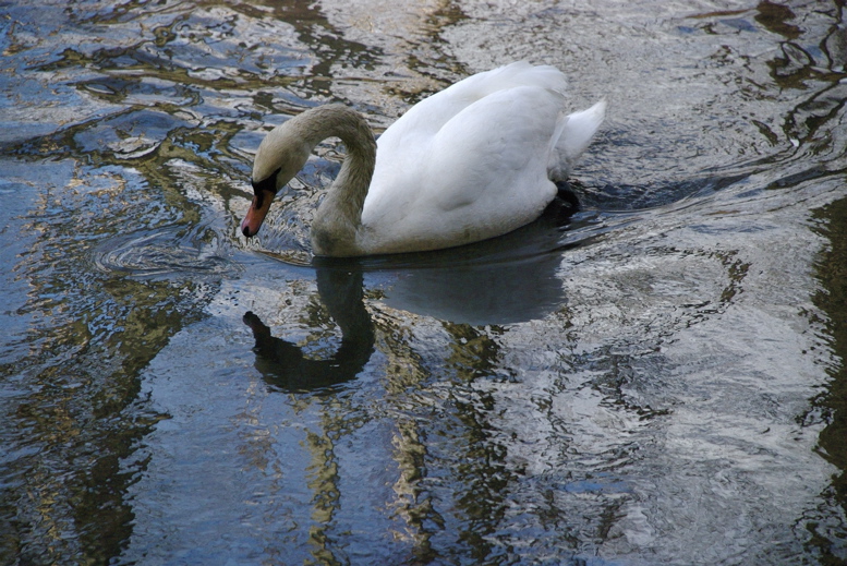 swan to be titled here