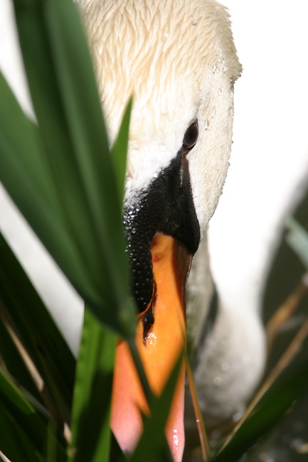 swan (too) close up