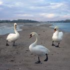 Swan-Walk